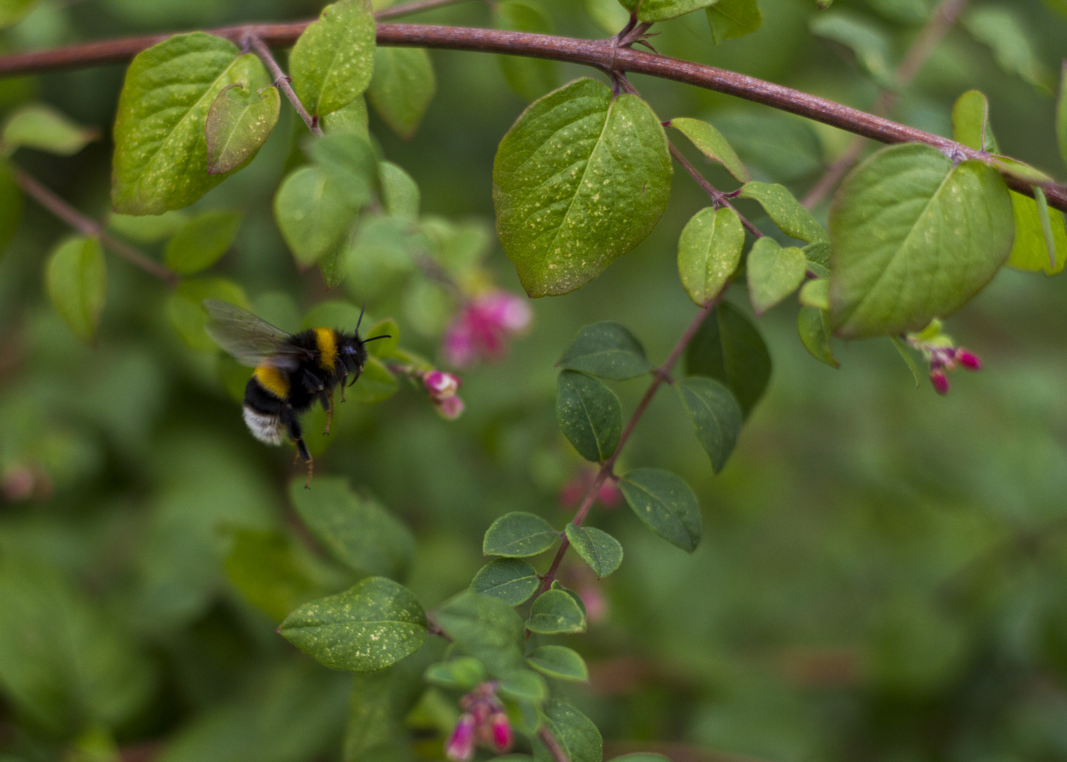 Die Hummel im Herbst