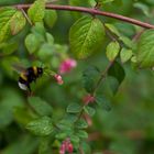 Die Hummel im Herbst