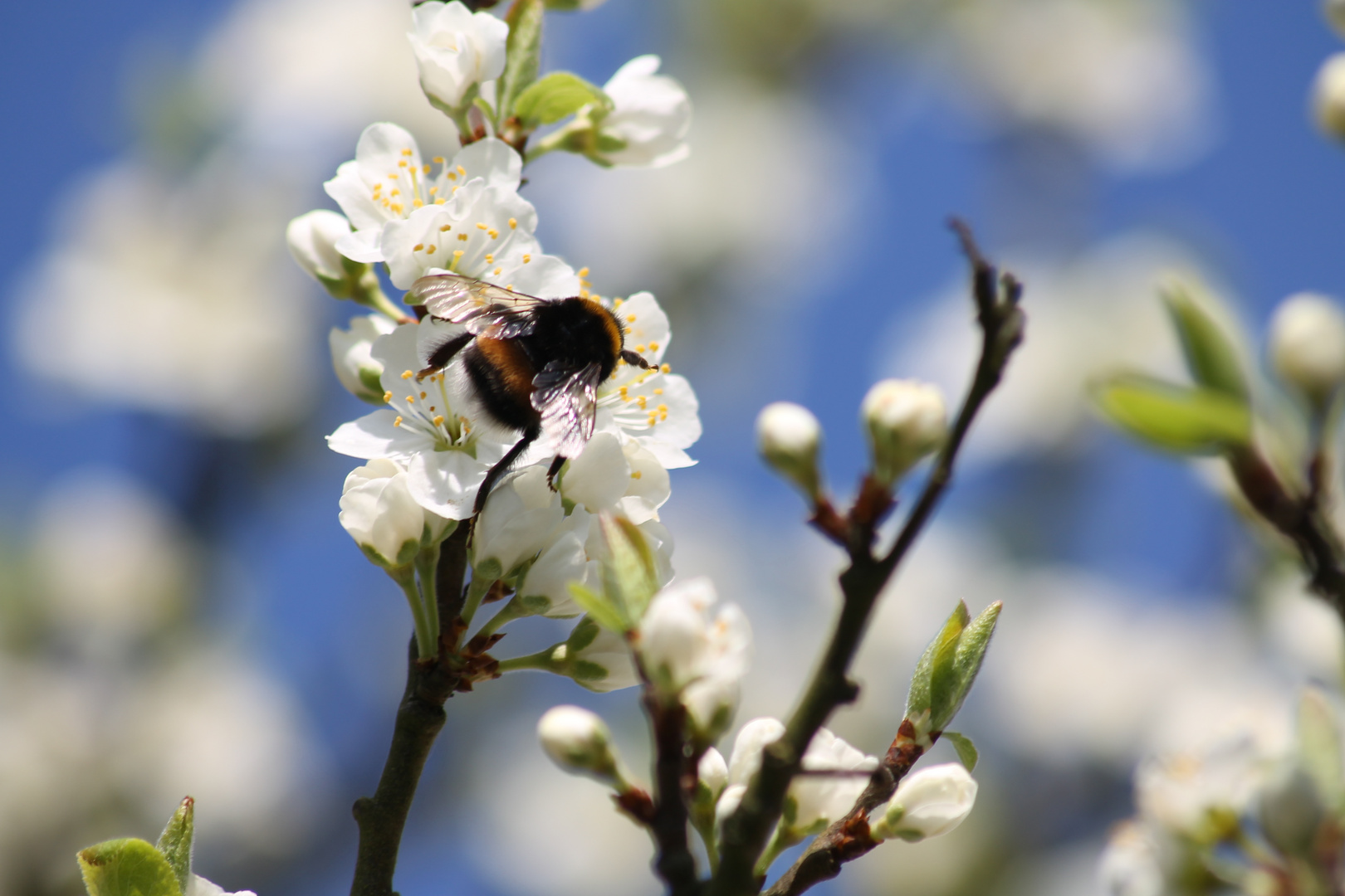 Die Hummel im Pflaumenbaum