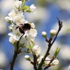 Die Hummel im Pflaumenbaum