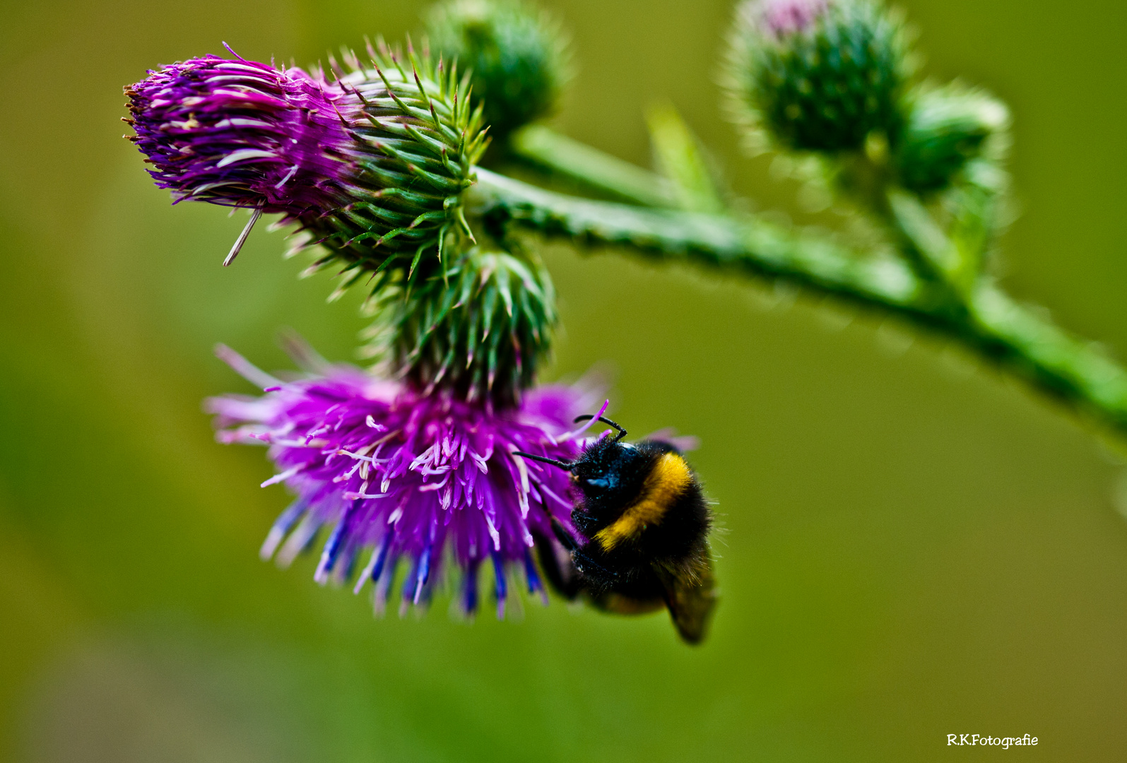 Die Hummel in der Blüte