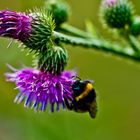 Die Hummel in der Blüte