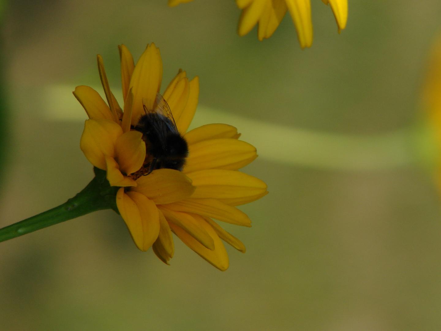 Die Hummel in der Blüte