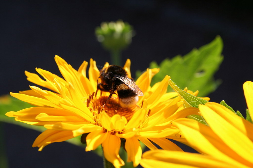 Die Hummel in der Blüte