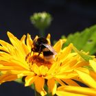 Die Hummel in der Blüte