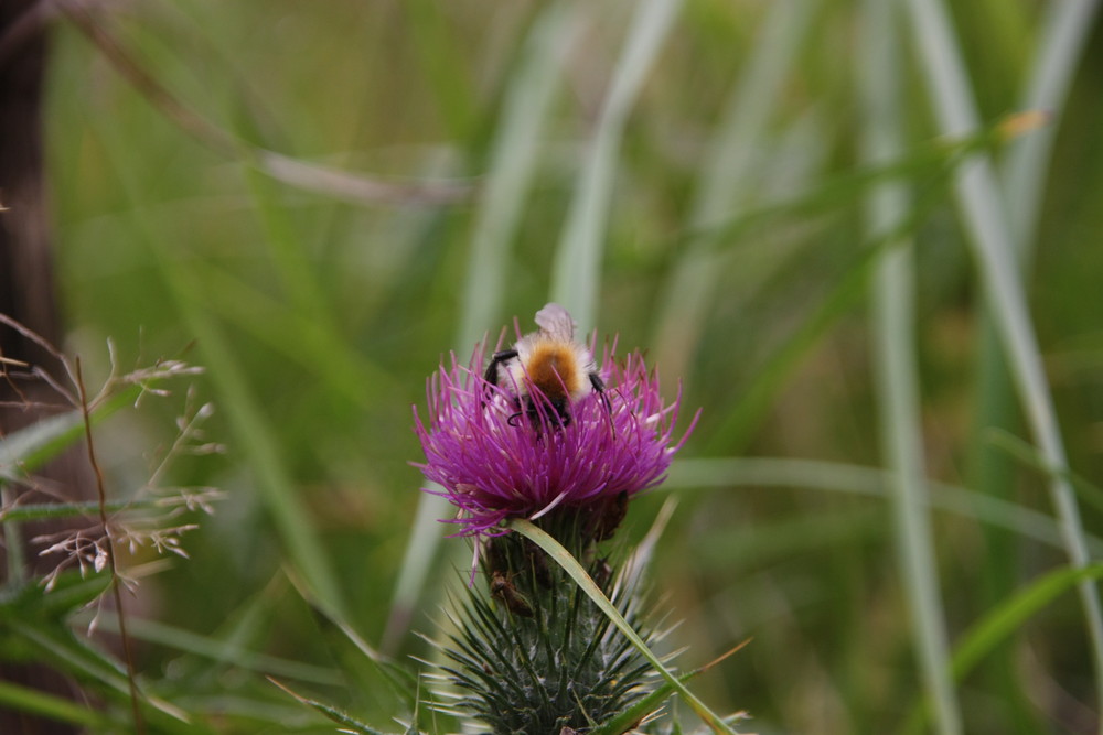 die Hummel in der Diestel