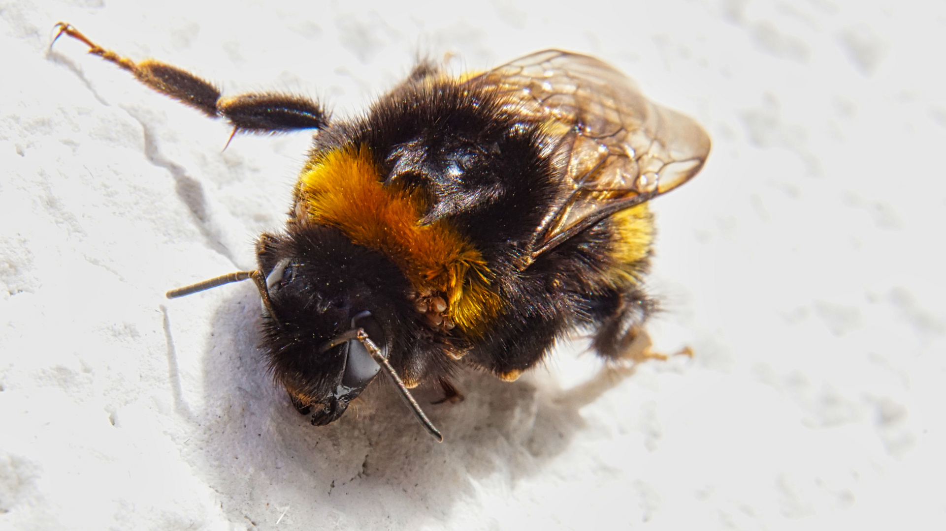 Die Hummel in der Frühlingssonne...