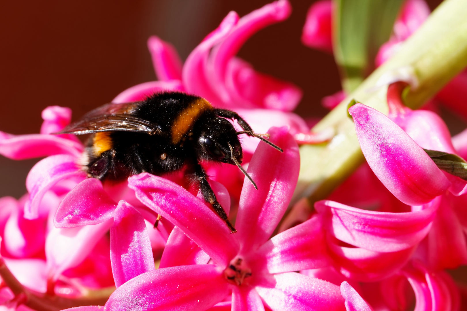 Die Hummel in der Hyazinthe