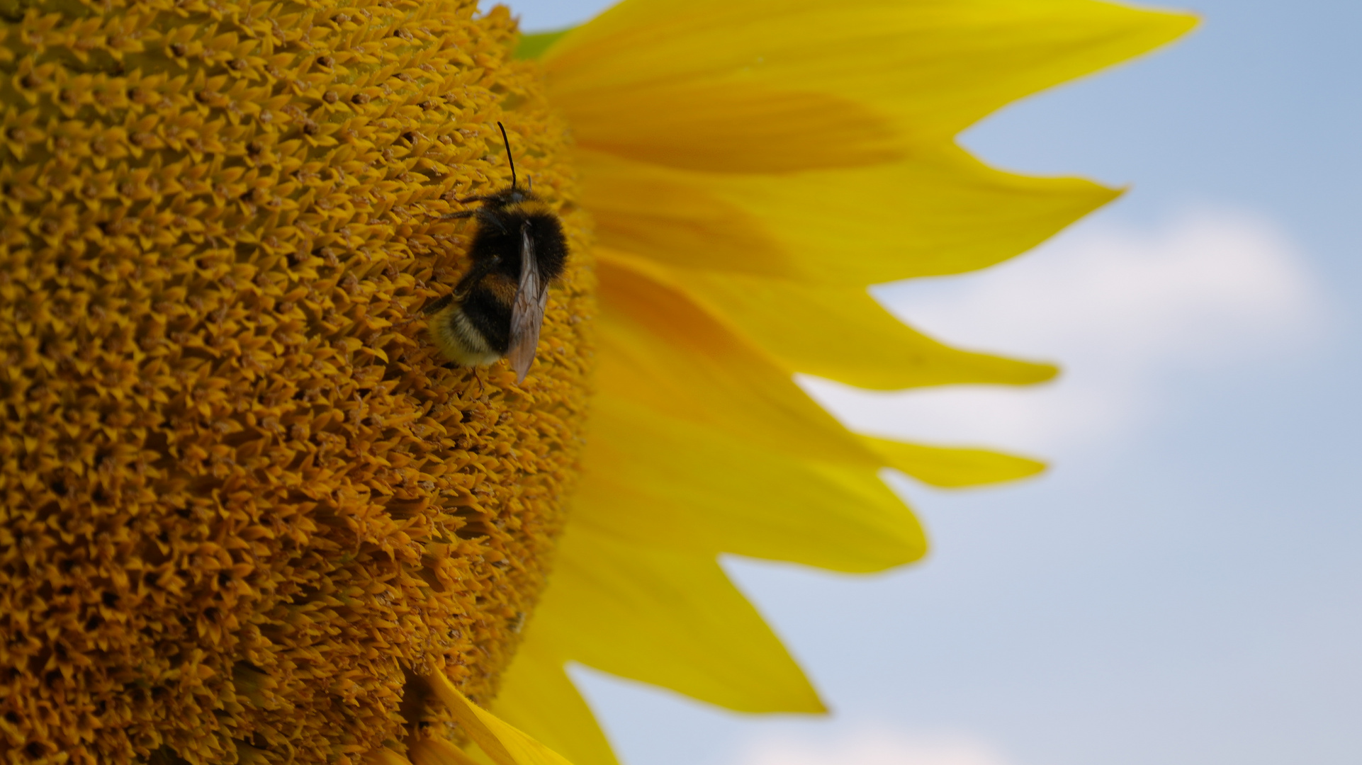 Die Hummel ist fleißig am Arbeiten