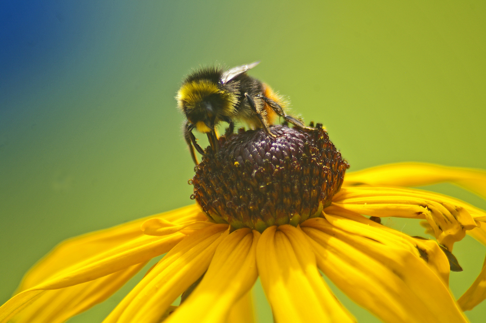 Die Hummel ist gelandet ....