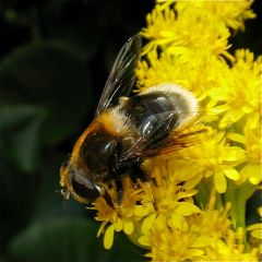 Die Hummel-Keilfleckschwebfliege (Eristalis intricarius)