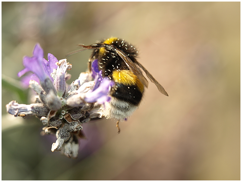 Die Hummel muss sich auch mal wieder waschen...