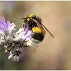 Die Hummel muss sich auch mal wieder waschen...