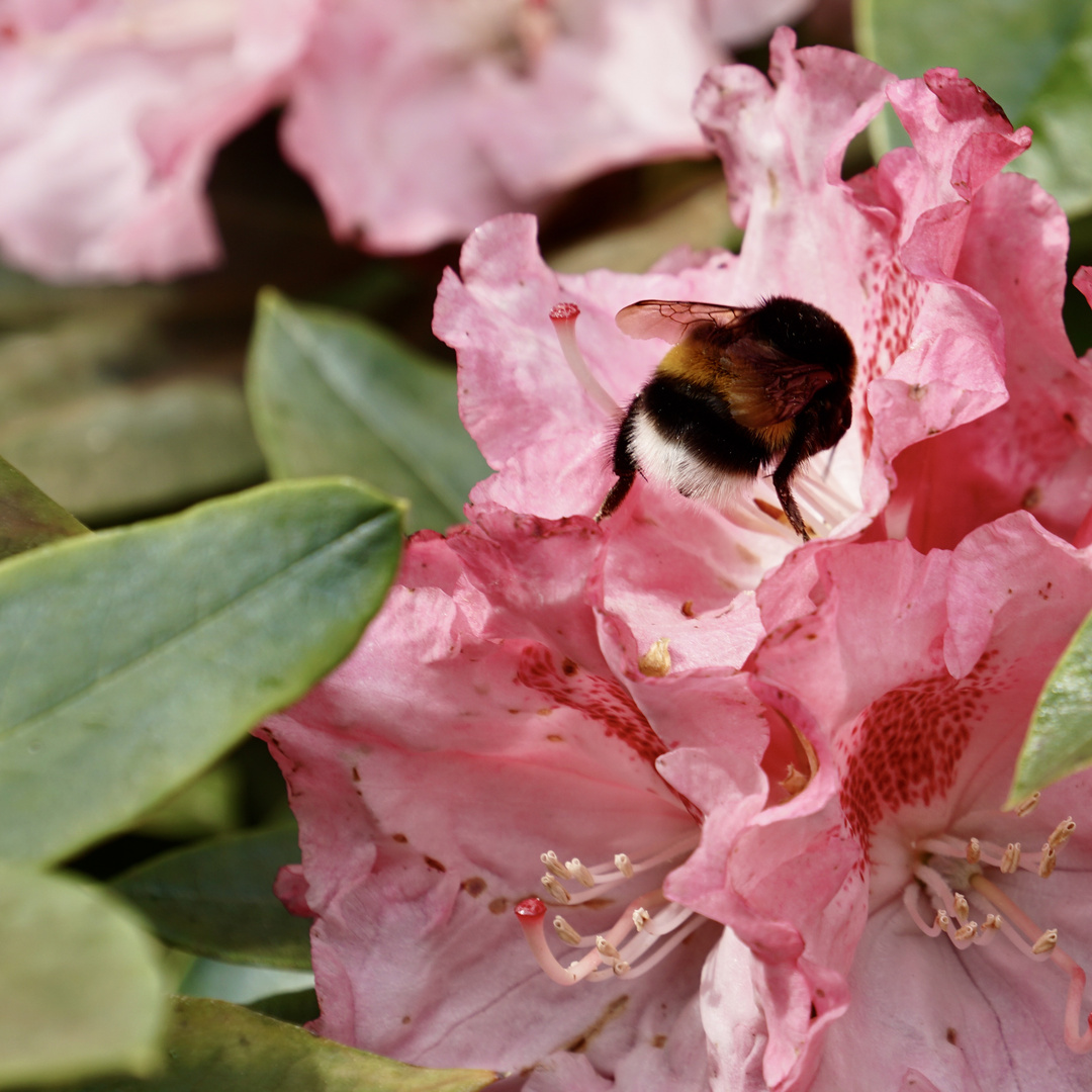 Die Hummel Nimmersatt 