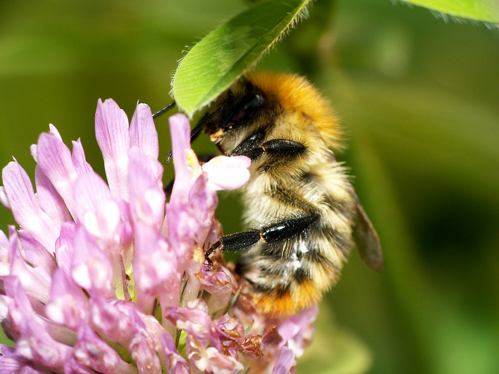 Die Hummel suchte einen Sonnenschirm :-)