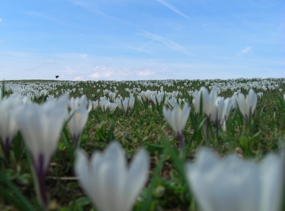 Die Hummel und das Krokusfeld