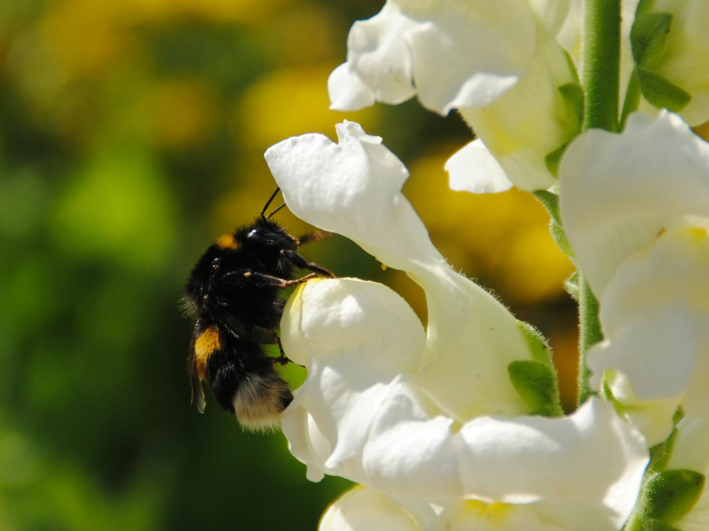 Die Hummel und das Löwenmäulchen