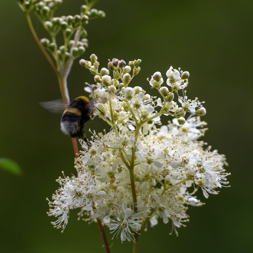 Die Hummel und das Mädesüß