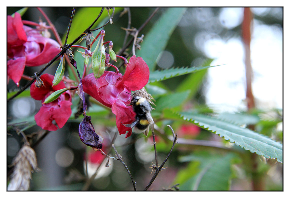 Die Hummel und das Springkraut