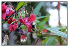 Die Hummel und das Springkraut