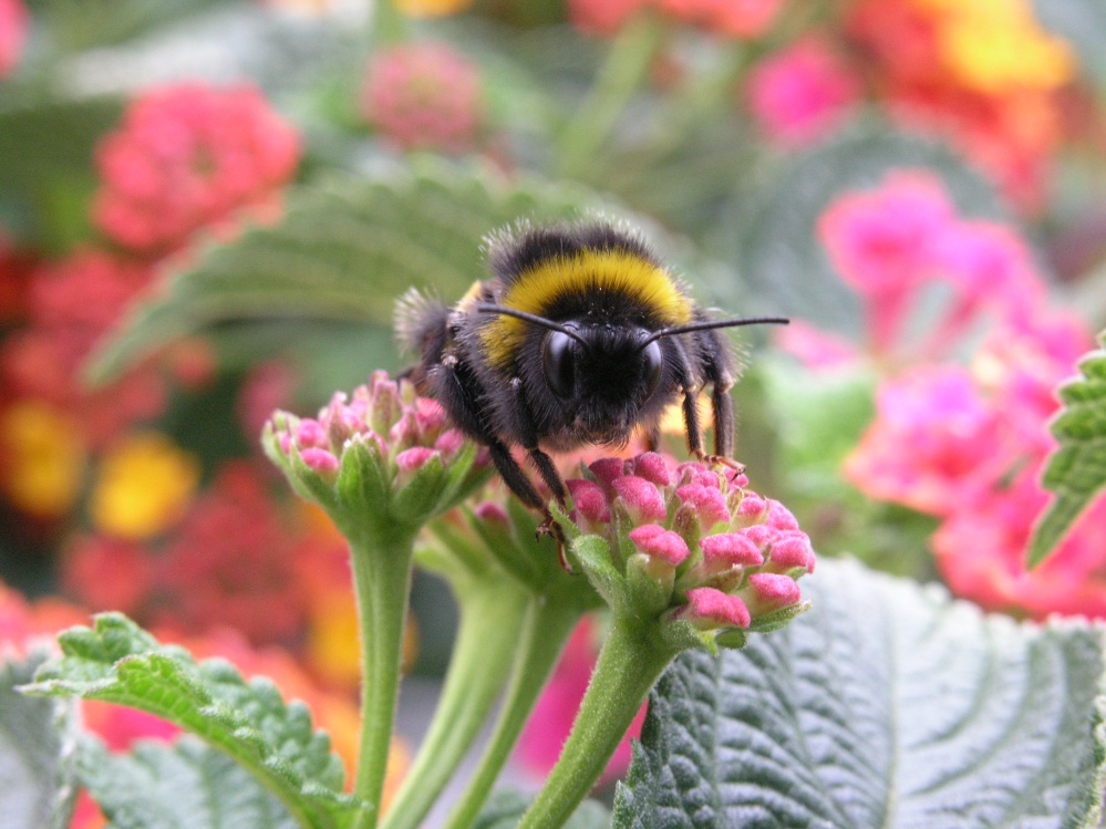 Die Hummel und das Wandelröschen