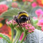 Die Hummel und das Wandelröschen