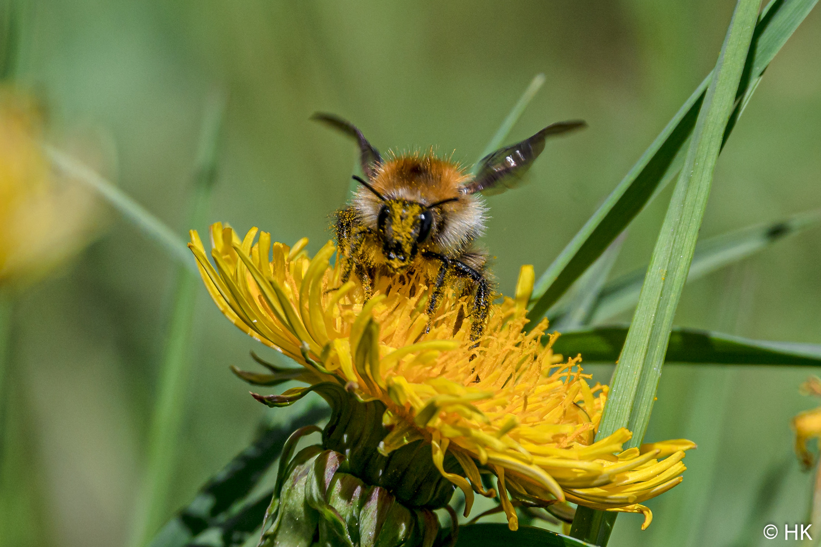 Die Hummel und der Blütenstaub