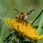 Die Hummel und der Blütenstaub