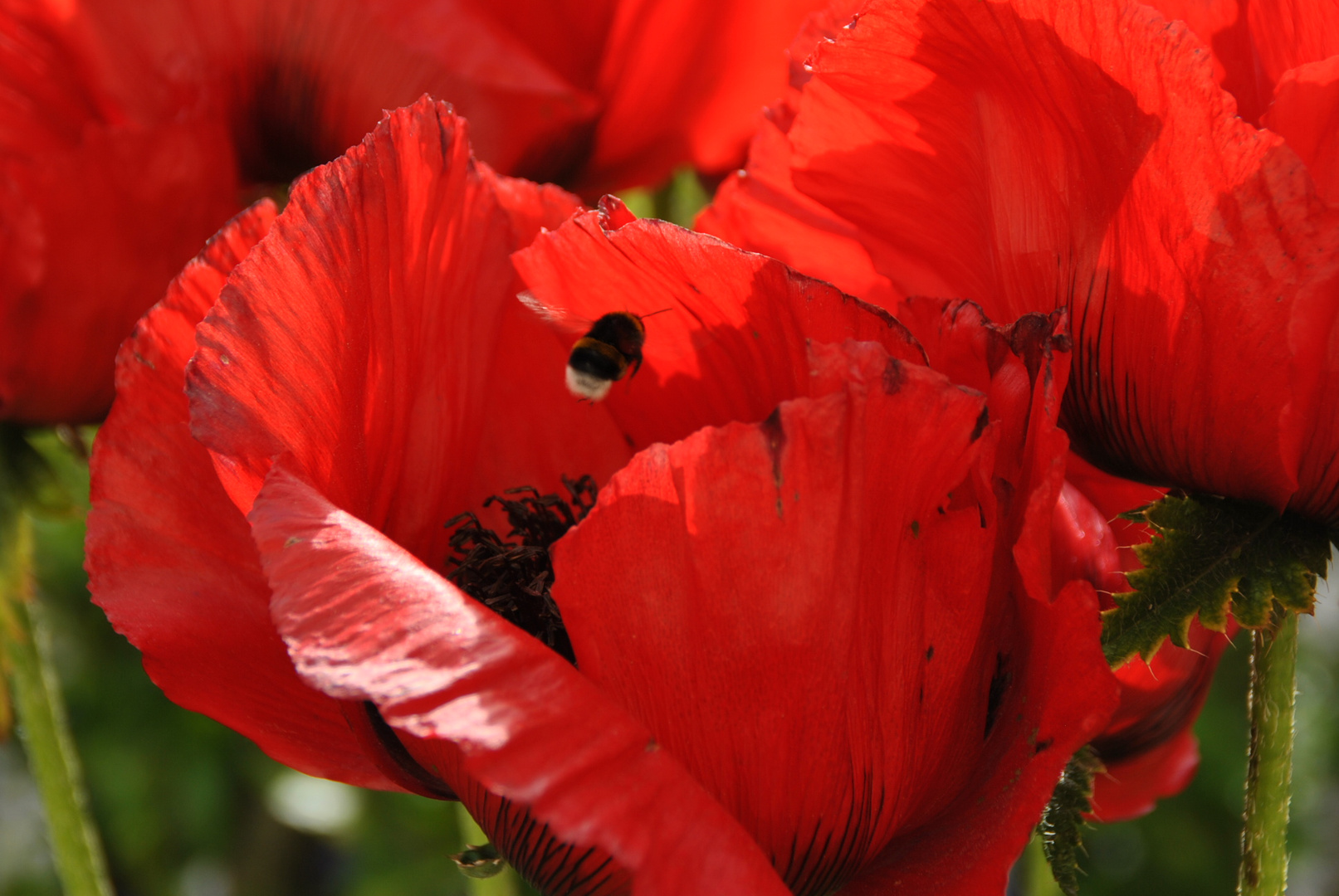 Die Hummel und der Mohn