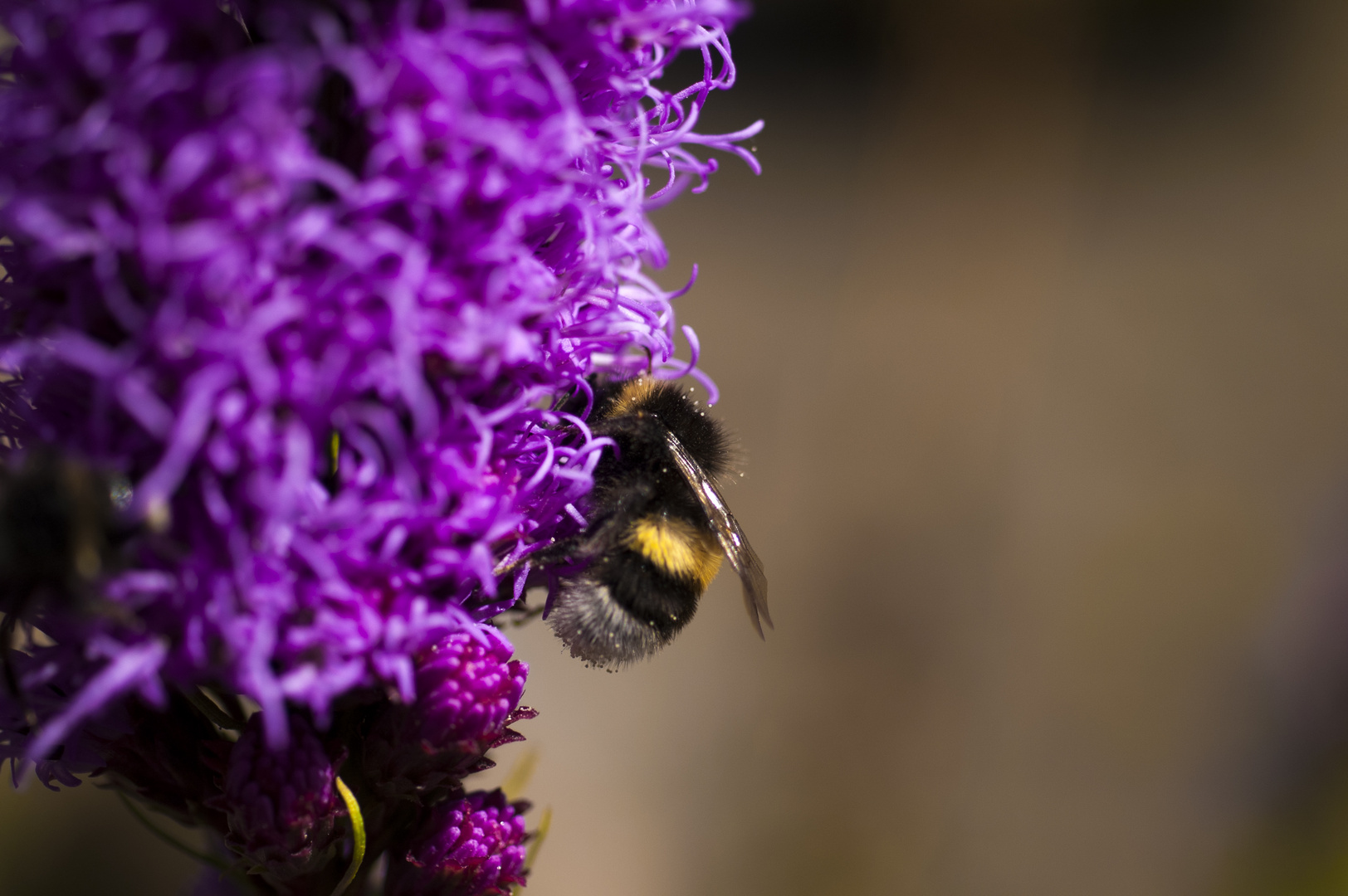 Die Hummel und die Blume