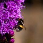 Die Hummel und die Blume