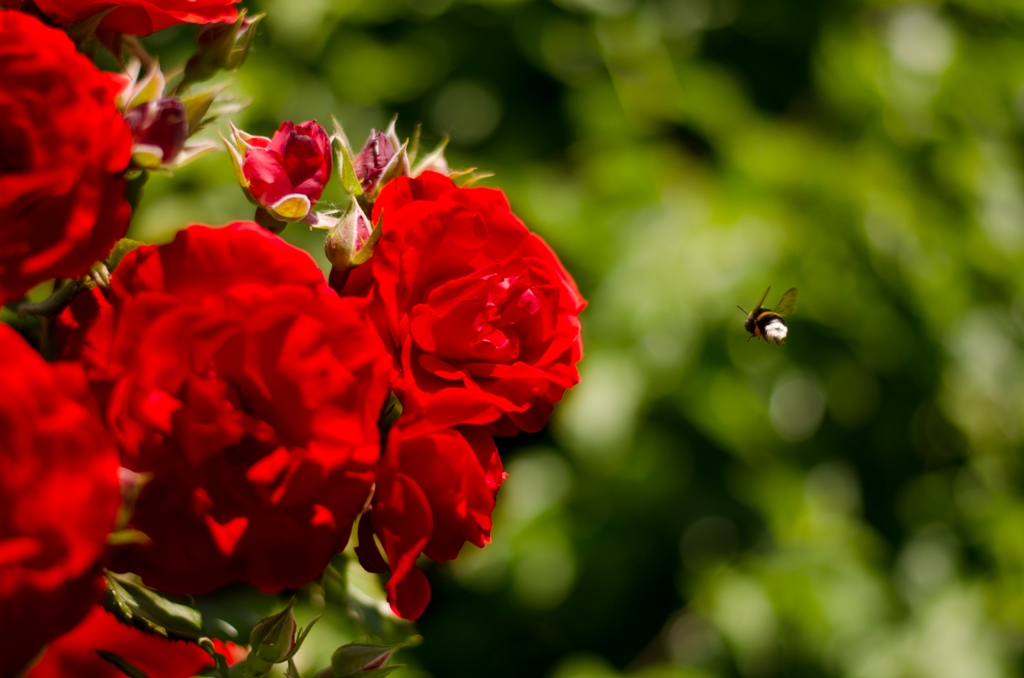 die Hummel und die Rose