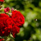 die Hummel und die Rose