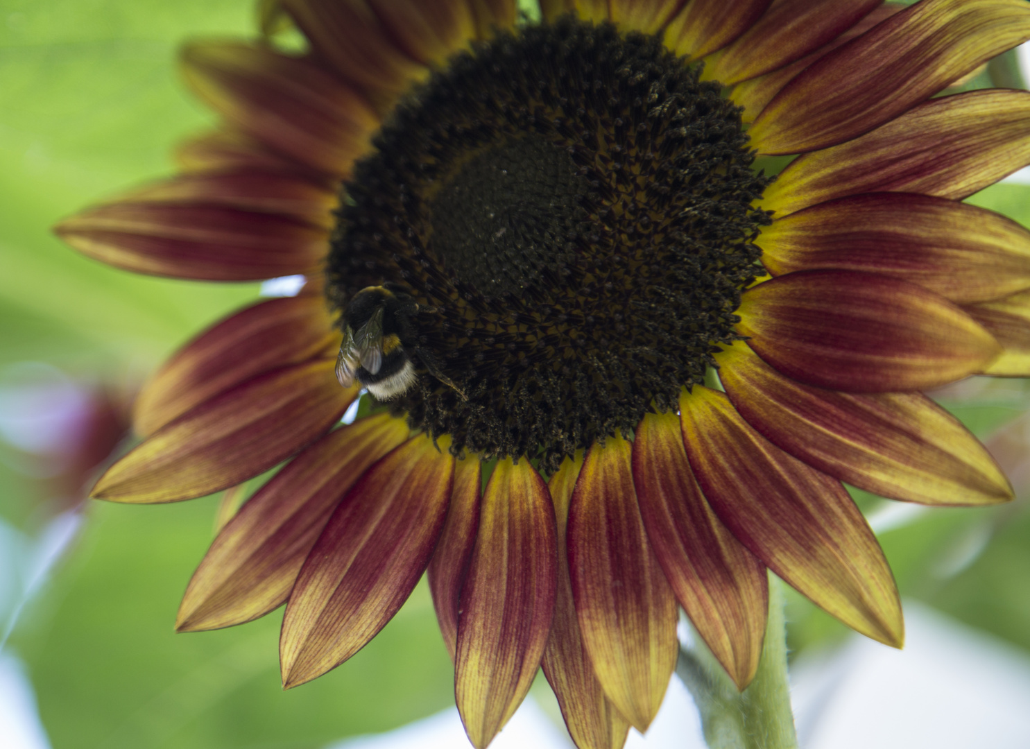 die Hummel und die Sonnenblume