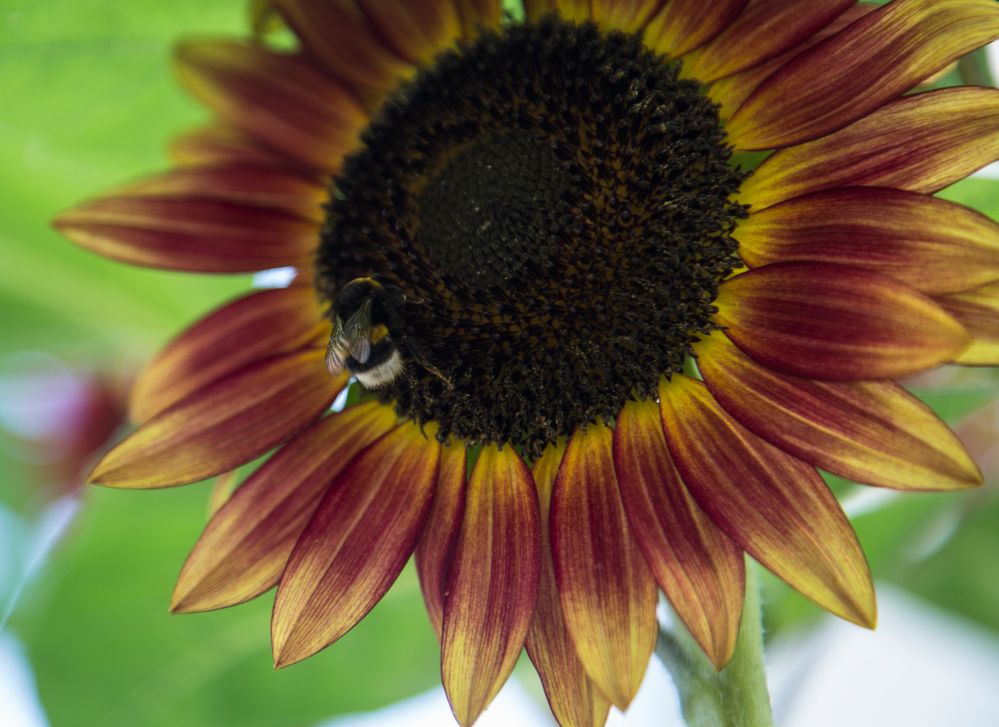 die Hummel und die Sonnenblume