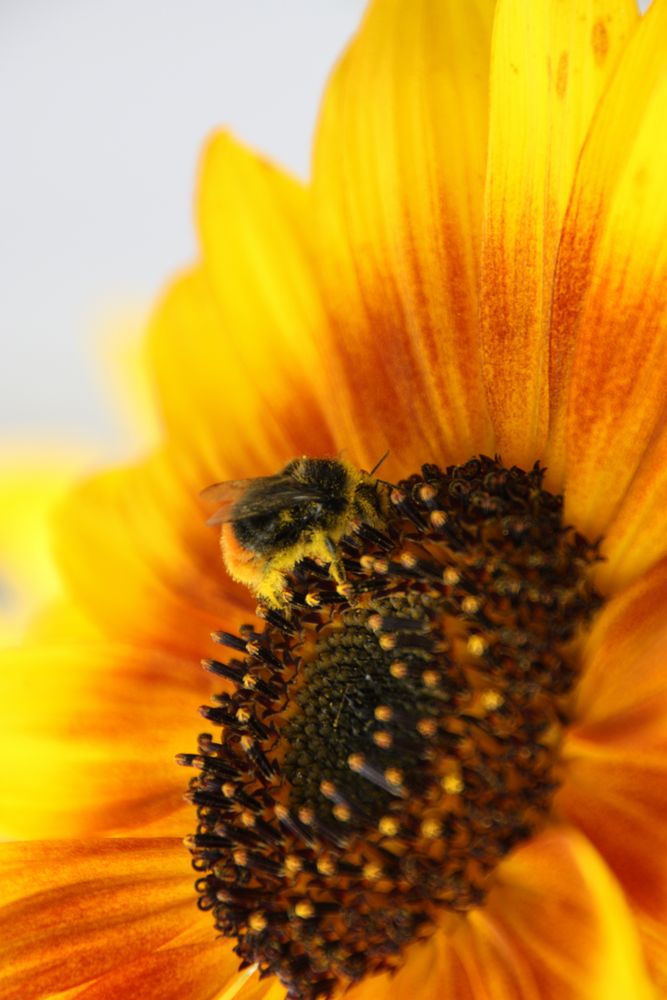 Die Hummel und die Sonnenblume