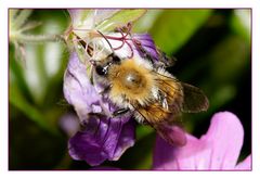 Die Hummel und ihr Saugrüssel