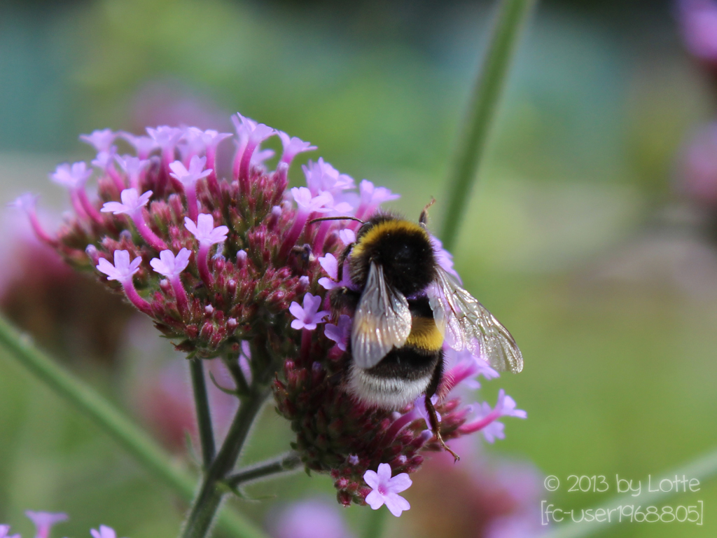 ... die Hummel weiß das nicht und fliegt einfach