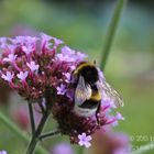 ... die Hummel weiß das nicht und fliegt einfach