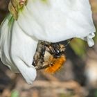 Die Hummelkönigin suchte ihre erste . . .