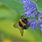 Die Hummeln sind zur Zeit die am stärcksten Insekten 