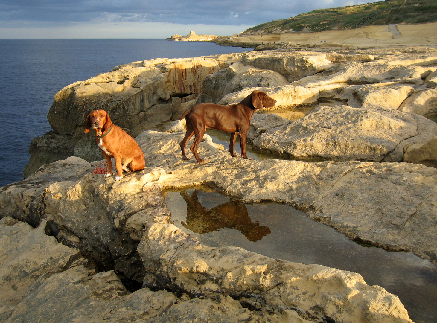 Die Hunde des Fischers