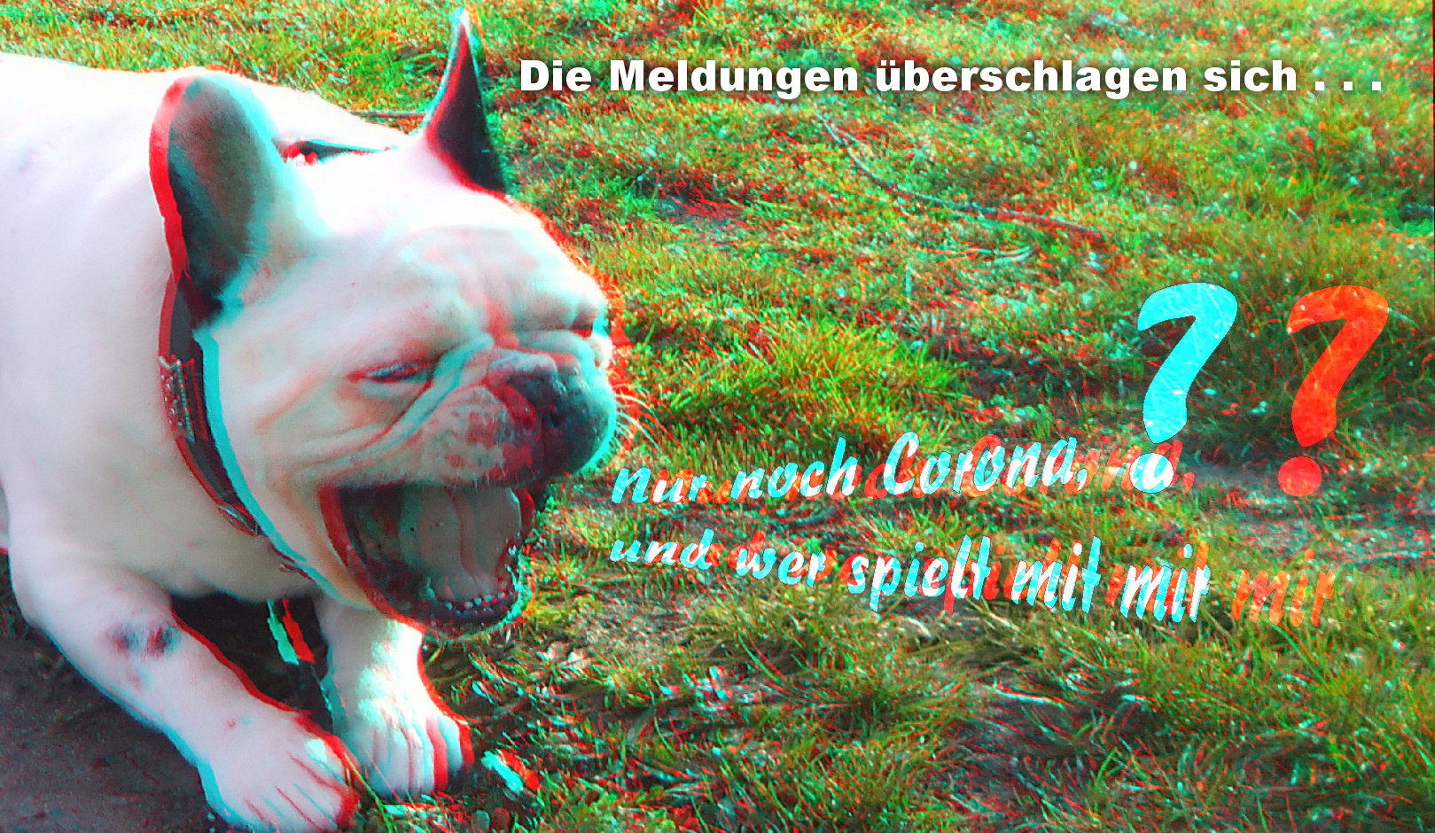 Die Hunde haben es nicht