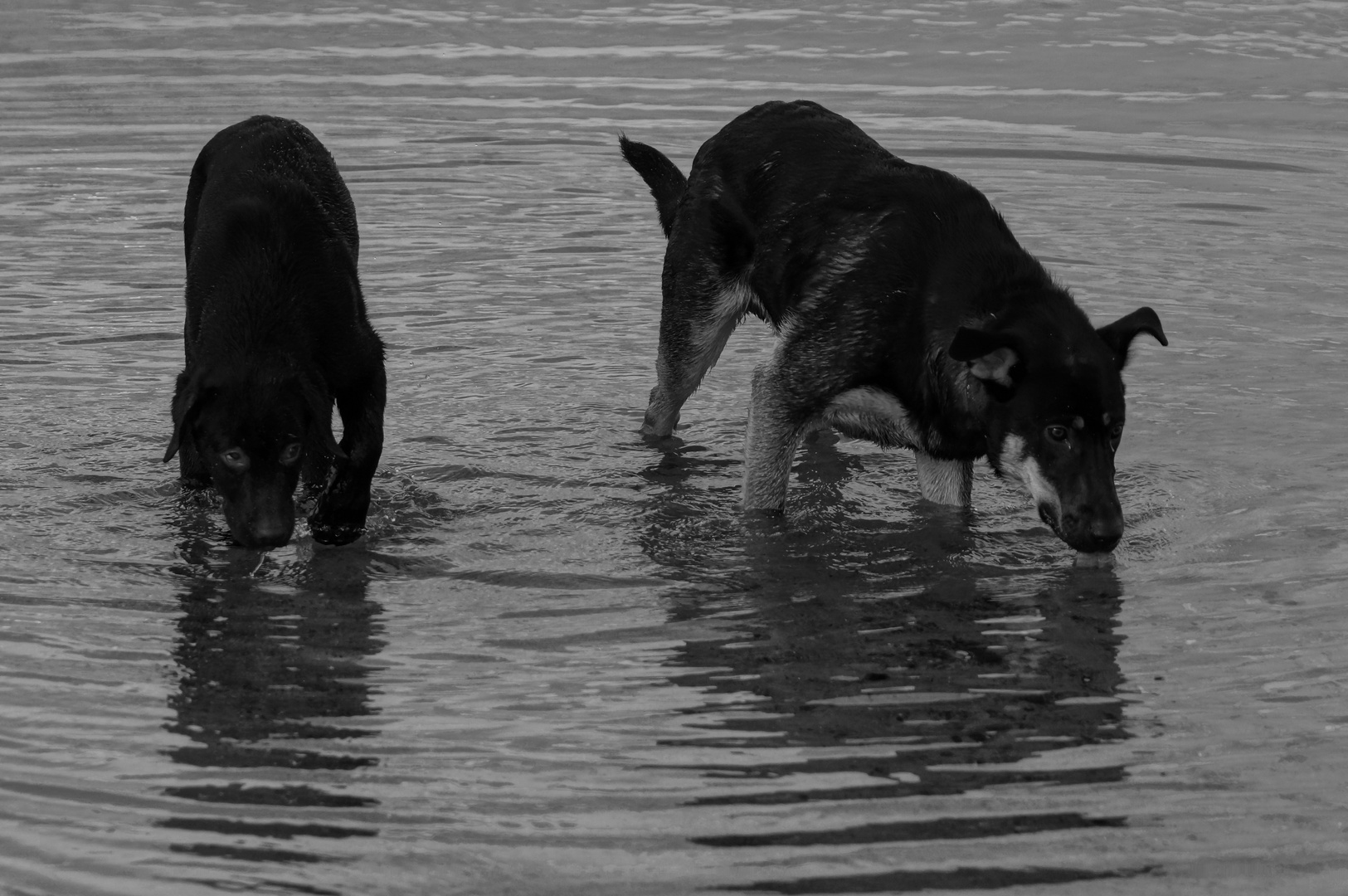 Die Hunde im Wasser