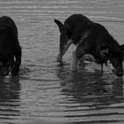 Die Hunde im Wasser