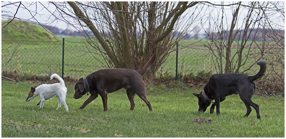 Die Hunde-Olsenbande