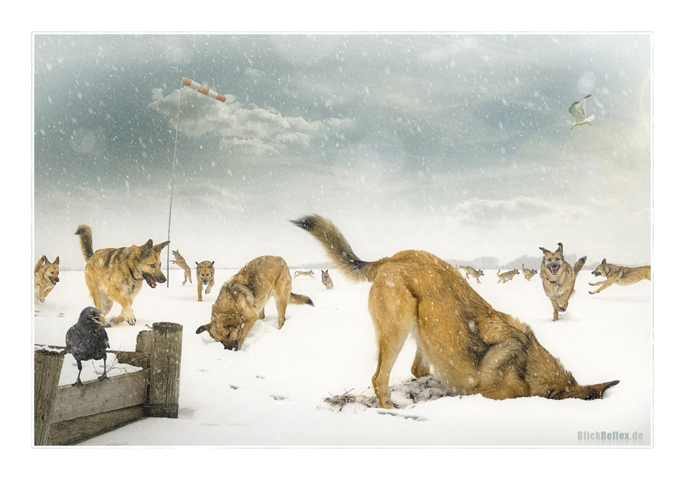 Die Hunde sind los! Foto &amp; Bild fotomontage, composing , digiart