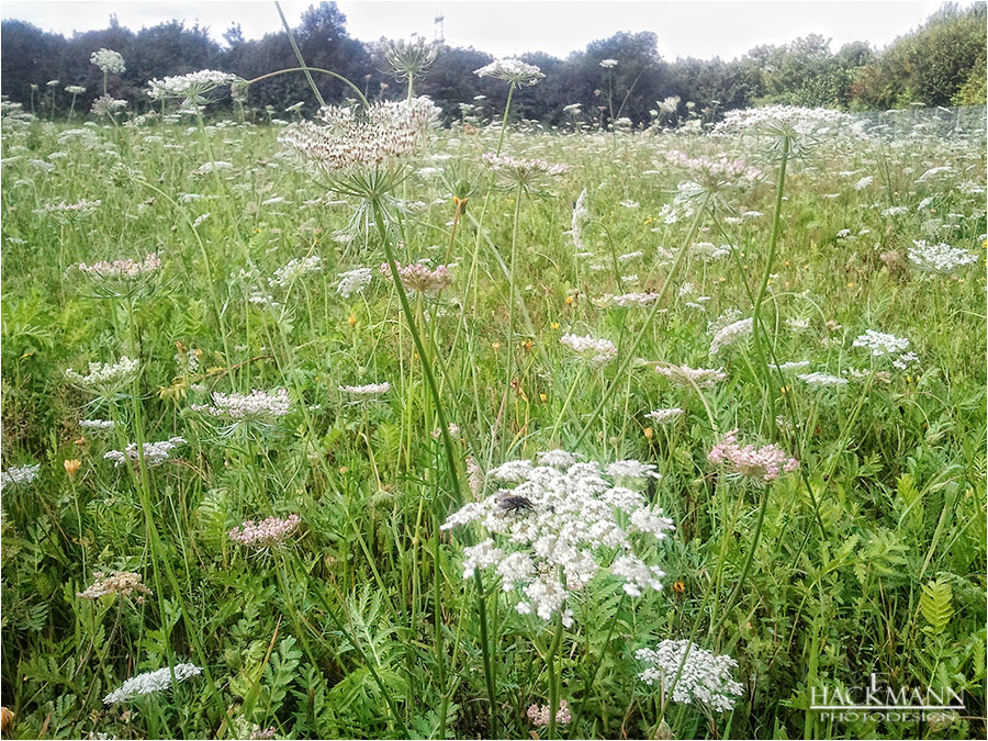 die Hunde-spaziergeh-Wiese :)