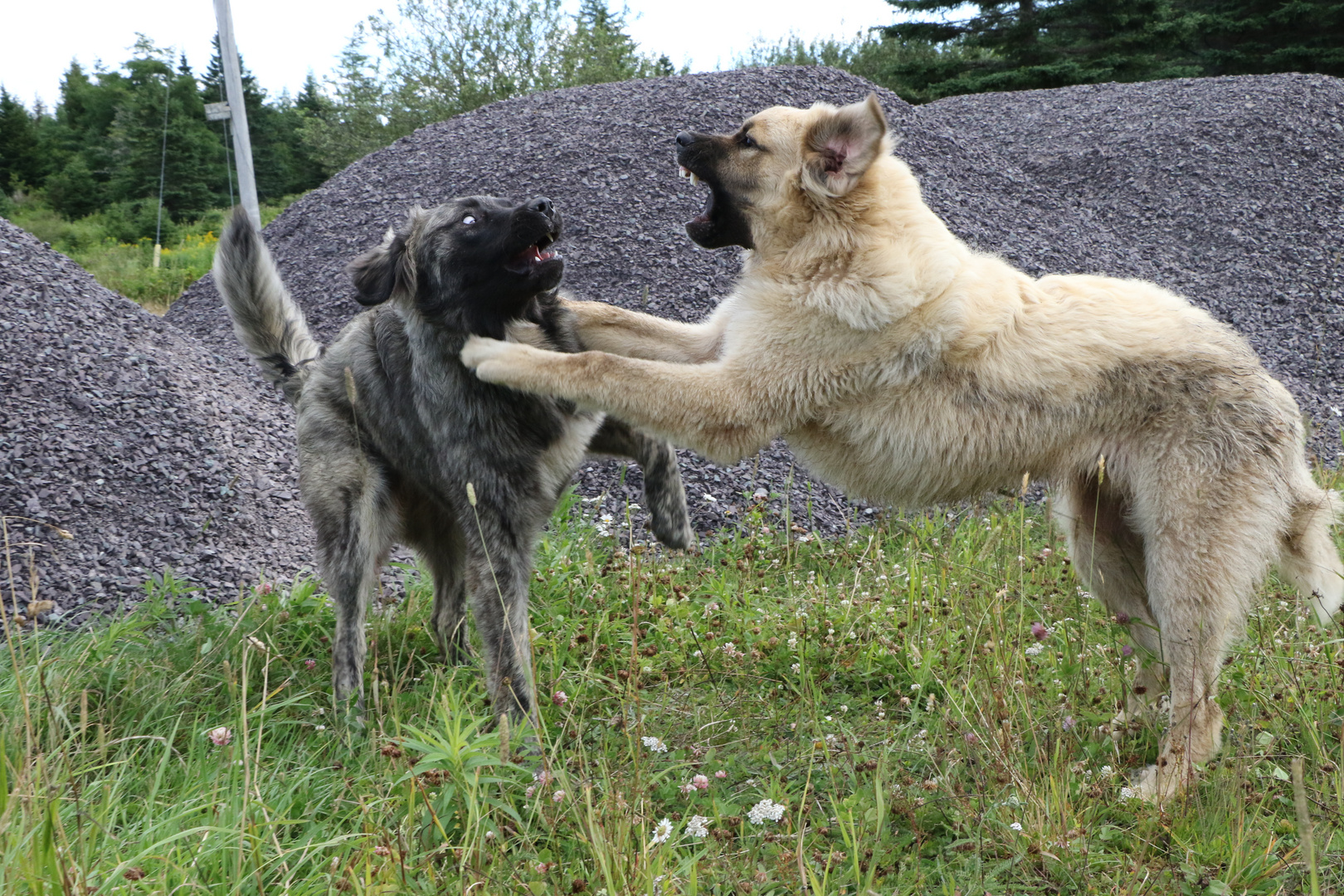 Die Hunde Spielen