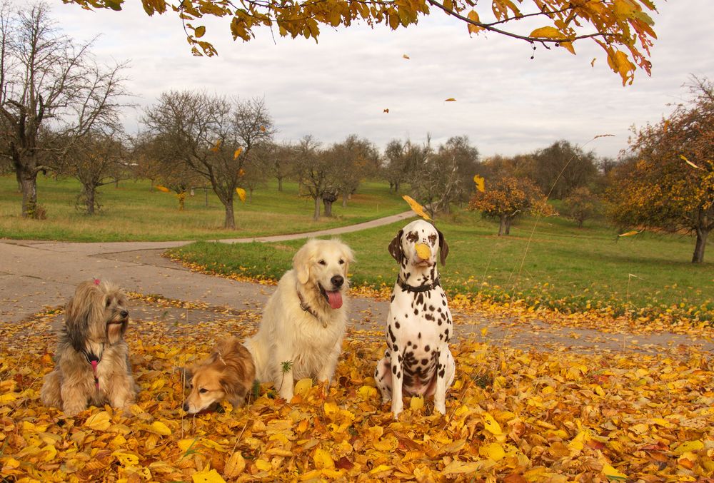 die Hundegang im Herbststurm...